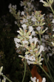 Lavandula angustifolia 'Nana Alba' RCP7-2015 (138).JPG